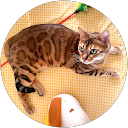 Ziyu Cai profile picture